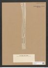 Surirella arctissima A. Schm. (de-Toni-Nr.: Genus 53, Species 2391) Zeichnungen Sammlung Grunow Nr. 4798 (NHMW-BOT-W0372944)